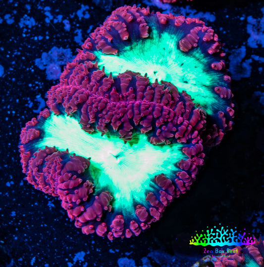 Ultra Blastomussa Wellsi Coral- WYSIWYG Frag A4R4B2 Ultra Blastomussa Wellsi Coral- WYSIWYG Frag A4R4B2 LPS Ultra Blastomussa Wellsi Coral- WYSIWYG Frag A4R4B2 Zeo Box Reef