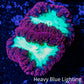 Ultra Blastomussa Wellsi Coral- WYSIWYG Frag A4R4B2 Ultra Blastomussa Wellsi Coral- WYSIWYG Frag A4R4B2 LPS Ultra Blastomussa Wellsi Coral- WYSIWYG Frag A4R4B2 Zeo Box Reef
