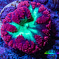 Ultra Blastomussa Wellsi Coral- WYSIWYG Frag A5R4B2 Ultra Blastomussa Wellsi Coral- WYSIWYG Frag A5R4B2 LPS Ultra Blastomussa Wellsi Coral- WYSIWYG Frag A5R4B2 Zeo Box Reef