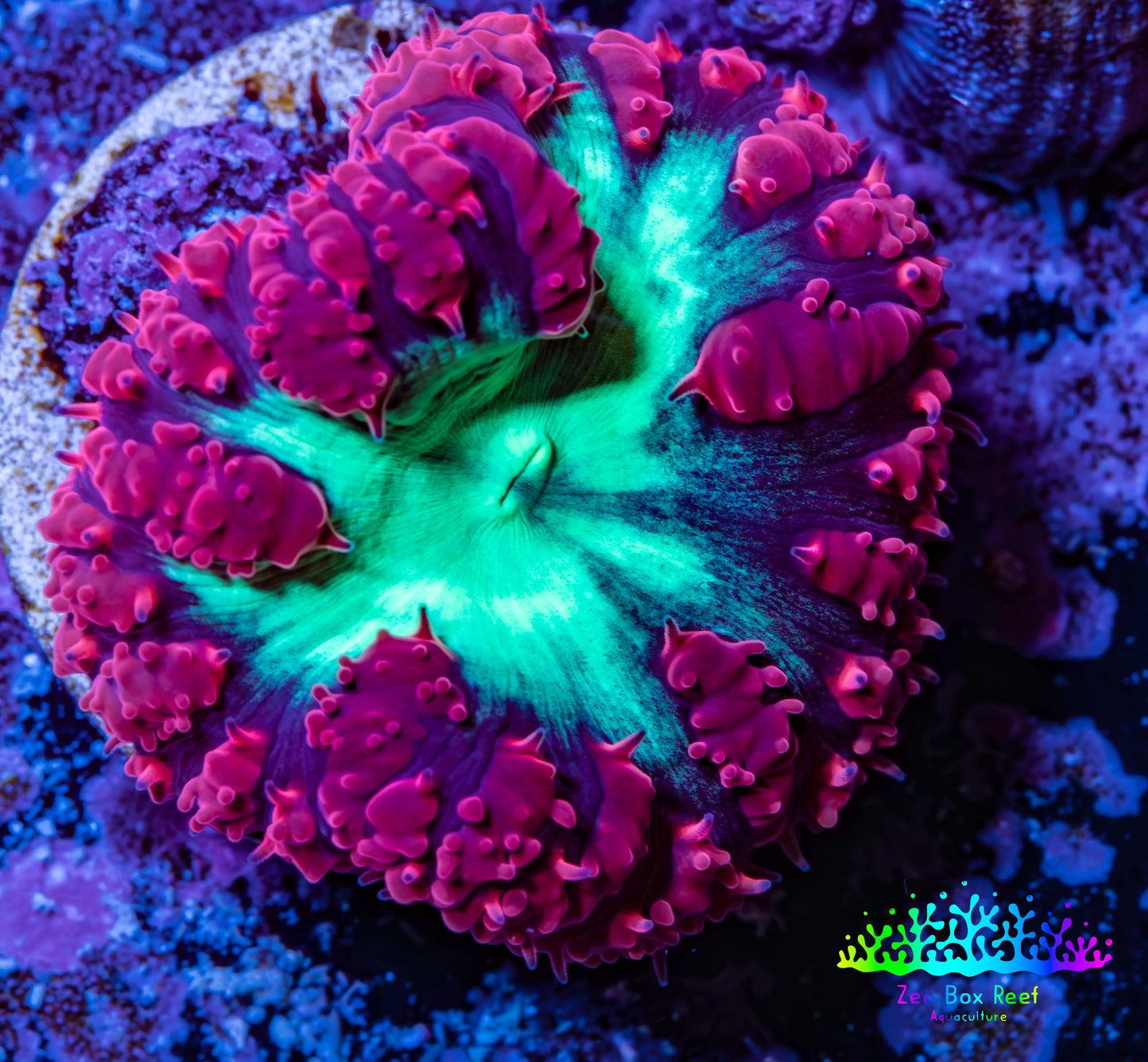 Ultra Blastomussa Wellsi Coral- WYSIWYG Frag A5R4B2 Ultra Blastomussa Wellsi Coral- WYSIWYG Frag A5R4B2 LPS Ultra Blastomussa Wellsi Coral- WYSIWYG Frag A5R4B2 Zeo Box Reef