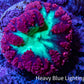Ultra Blastomussa Wellsi Coral- WYSIWYG Frag A5R4B2 Ultra Blastomussa Wellsi Coral- WYSIWYG Frag A5R4B2 LPS Ultra Blastomussa Wellsi Coral- WYSIWYG Frag A5R4B2 Zeo Box Reef