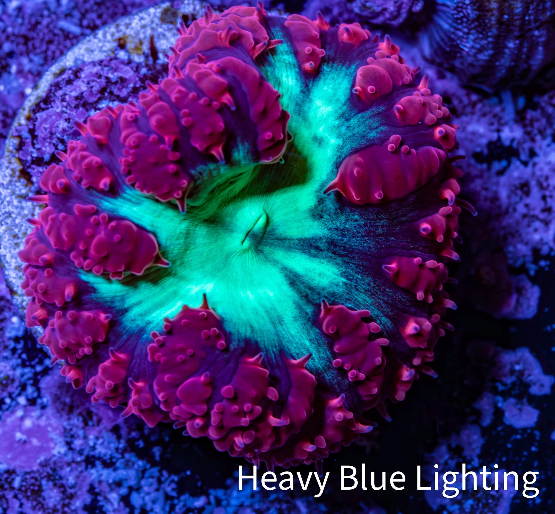 Ultra Blastomussa Wellsi Coral- WYSIWYG Frag A5R4B2 Ultra Blastomussa Wellsi Coral- WYSIWYG Frag A5R4B2 LPS Ultra Blastomussa Wellsi Coral- WYSIWYG Frag A5R4B2 Zeo Box Reef