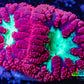 Ultra Blastomussa Wellsi Coral- WYSIWYG Frag A6R4B2 Ultra Blastomussa Wellsi Coral- WYSIWYG Frag A6R4B2 LPS Ultra Blastomussa Wellsi Coral- WYSIWYG Frag A6R4B2 Zeo Box Reef