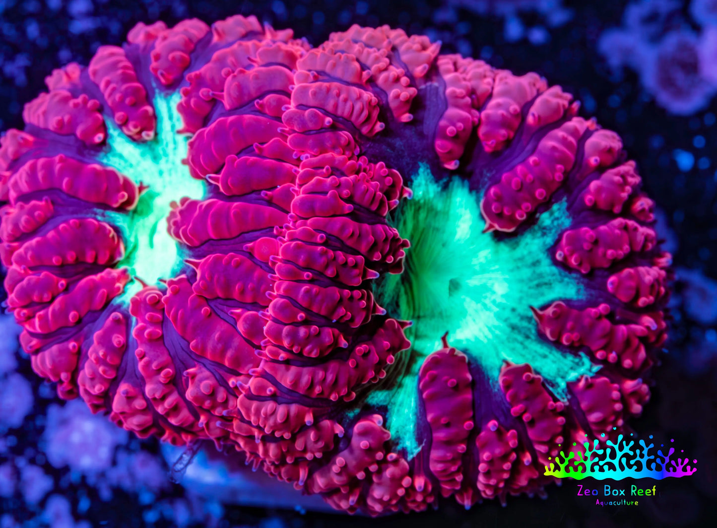 Ultra Blastomussa Wellsi Coral- WYSIWYG Frag A6R4B2 Ultra Blastomussa Wellsi Coral- WYSIWYG Frag A6R4B2 LPS Ultra Blastomussa Wellsi Coral- WYSIWYG Frag A6R4B2 Zeo Box Reef