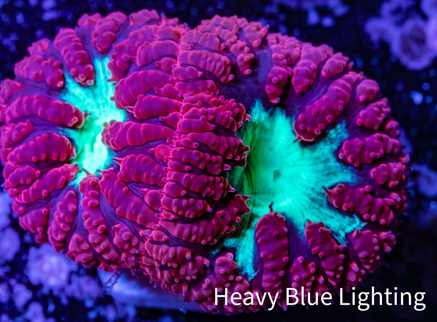 Ultra Blastomussa Wellsi Coral- WYSIWYG Frag A6R4B2 Ultra Blastomussa Wellsi Coral- WYSIWYG Frag A6R4B2 LPS Ultra Blastomussa Wellsi Coral- WYSIWYG Frag A6R4B2 Zeo Box Reef