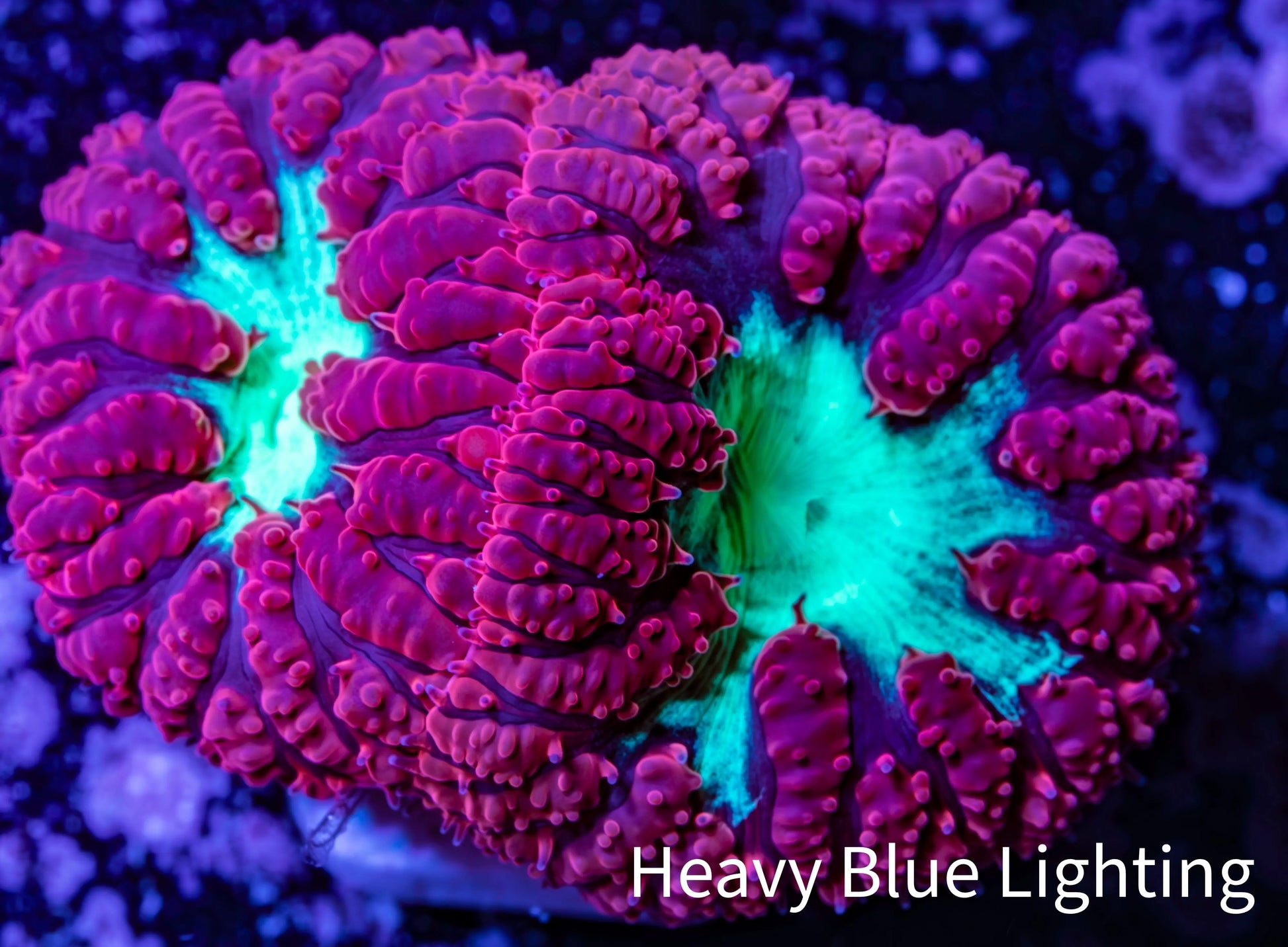 Ultra Blastomussa Wellsi Coral- WYSIWYG Frag A6R4B2 Ultra Blastomussa Wellsi Coral- WYSIWYG Frag A6R4B2 LPS Ultra Blastomussa Wellsi Coral- WYSIWYG Frag A6R4B2 Zeo Box Reef