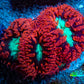 Ultra Blastomussa Wellsi Coral- WYSIWYG Frag B1R4B2 Ultra Blastomussa Wellsi Coral- WYSIWYG Frag B1R4B2 LPS Ultra Blastomussa Wellsi Coral- WYSIWYG Frag B1R4B2 Zeo Box Reef