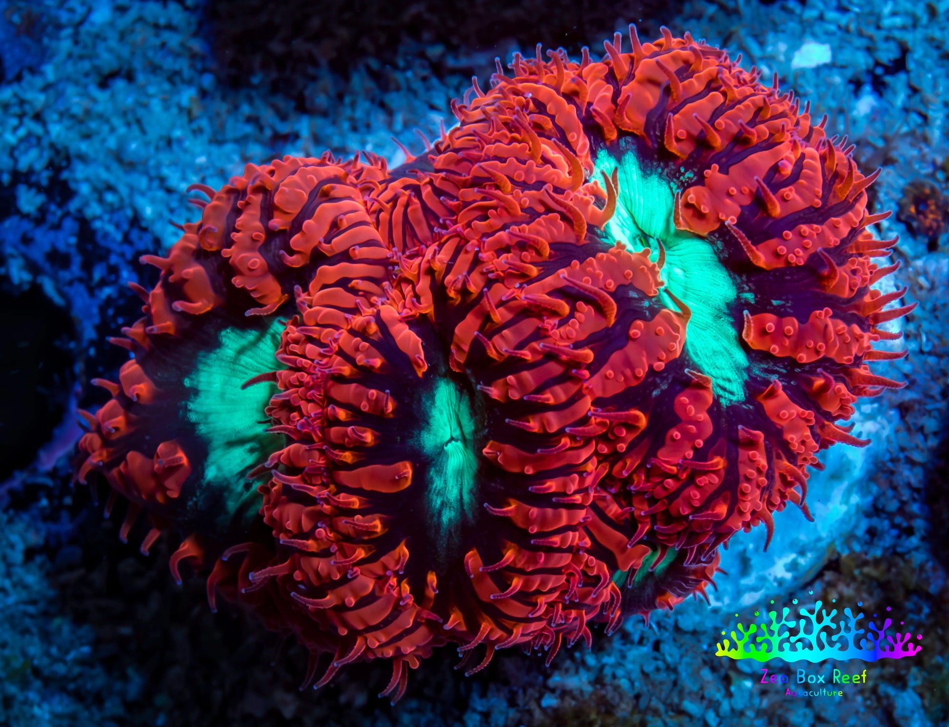 Ultra Blastomussa Wellsi Coral- WYSIWYG Frag B1R4B2 Ultra Blastomussa Wellsi Coral- WYSIWYG Frag B1R4B2 LPS Ultra Blastomussa Wellsi Coral- WYSIWYG Frag B1R4B2 Zeo Box Reef