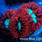 Ultra Blastomussa Wellsi Coral- WYSIWYG Frag B1R4B2 Ultra Blastomussa Wellsi Coral- WYSIWYG Frag B1R4B2 LPS Ultra Blastomussa Wellsi Coral- WYSIWYG Frag B1R4B2 Zeo Box Reef