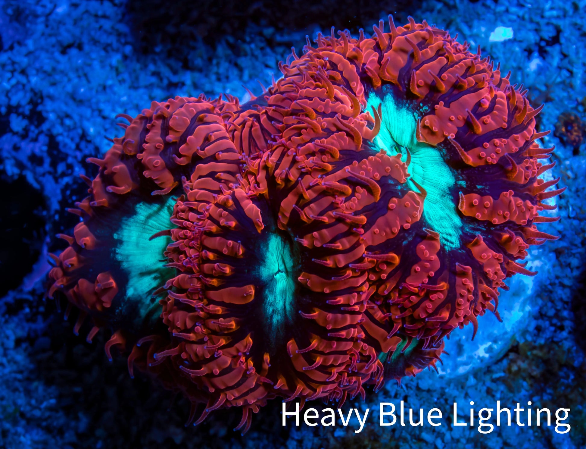 Ultra Blastomussa Wellsi Coral- WYSIWYG Frag B1R4B2 Ultra Blastomussa Wellsi Coral- WYSIWYG Frag B1R4B2 LPS Ultra Blastomussa Wellsi Coral- WYSIWYG Frag B1R4B2 Zeo Box Reef