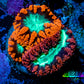 Ultra Blastomussa Wellsi Coral- WYSIWYG Frag B1R5B2 Ultra Blastomussa Wellsi Coral- WYSIWYG Frag B1R5B2 LPS Ultra Blastomussa Wellsi Coral- WYSIWYG Frag B1R5B2 Zeo Box Reef