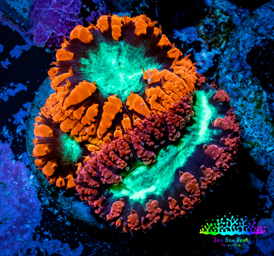 Ultra Blastomussa Wellsi Coral- WYSIWYG Frag B1R5B2 Ultra Blastomussa Wellsi Coral- WYSIWYG Frag B1R5B2 LPS Ultra Blastomussa Wellsi Coral- WYSIWYG Frag B1R5B2 Zeo Box Reef