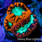 Ultra Blastomussa Wellsi Coral- WYSIWYG Frag B1R5B2 Ultra Blastomussa Wellsi Coral- WYSIWYG Frag B1R5B2 LPS Ultra Blastomussa Wellsi Coral- WYSIWYG Frag B1R5B2 Zeo Box Reef