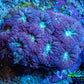 Ultra Blastomussa Wellsi Coral- WYSIWYG Frag B2R4B2 Ultra Blastomussa Wellsi Coral- WYSIWYG Frag B2R4B2 LPS Ultra Blastomussa Wellsi Coral- WYSIWYG Frag B2R4B2 Zeo Box Reef