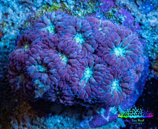 Ultra Blastomussa Wellsi Coral- WYSIWYG Frag B2R4B2 Ultra Blastomussa Wellsi Coral- WYSIWYG Frag B2R4B2 LPS Ultra Blastomussa Wellsi Coral- WYSIWYG Frag B2R4B2 Zeo Box Reef