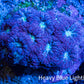 Ultra Blastomussa Wellsi Coral- WYSIWYG Frag B2R4B2 Ultra Blastomussa Wellsi Coral- WYSIWYG Frag B2R4B2 LPS Ultra Blastomussa Wellsi Coral- WYSIWYG Frag B2R4B2 Zeo Box Reef