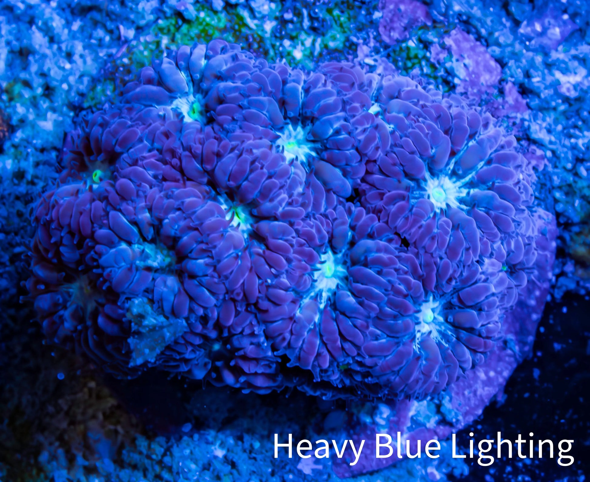 Ultra Blastomussa Wellsi Coral- WYSIWYG Frag B2R4B2 Ultra Blastomussa Wellsi Coral- WYSIWYG Frag B2R4B2 LPS Ultra Blastomussa Wellsi Coral- WYSIWYG Frag B2R4B2 Zeo Box Reef