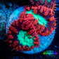 Ultra Blastomussa Wellsi Coral- WYSIWYG Frag B3R4B2 Ultra Blastomussa Wellsi Coral- WYSIWYG Frag B3R4B2 LPS Ultra Blastomussa Wellsi Coral- WYSIWYG Frag B3R4B2 Zeo Box Reef