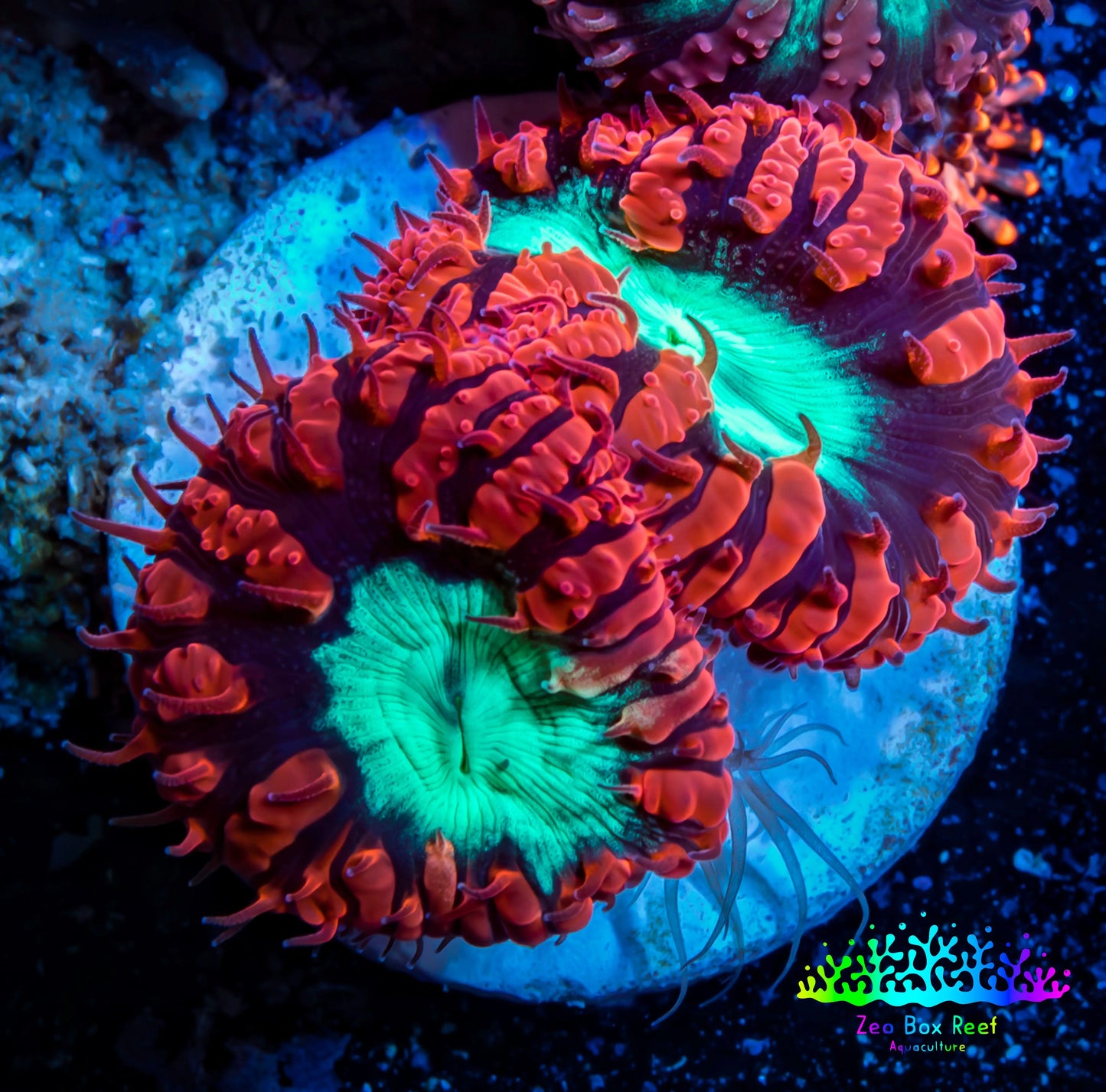 Ultra Blastomussa Wellsi Coral- WYSIWYG Frag B3R4B2 Ultra Blastomussa Wellsi Coral- WYSIWYG Frag B3R4B2 LPS Ultra Blastomussa Wellsi Coral- WYSIWYG Frag B3R4B2 Zeo Box Reef