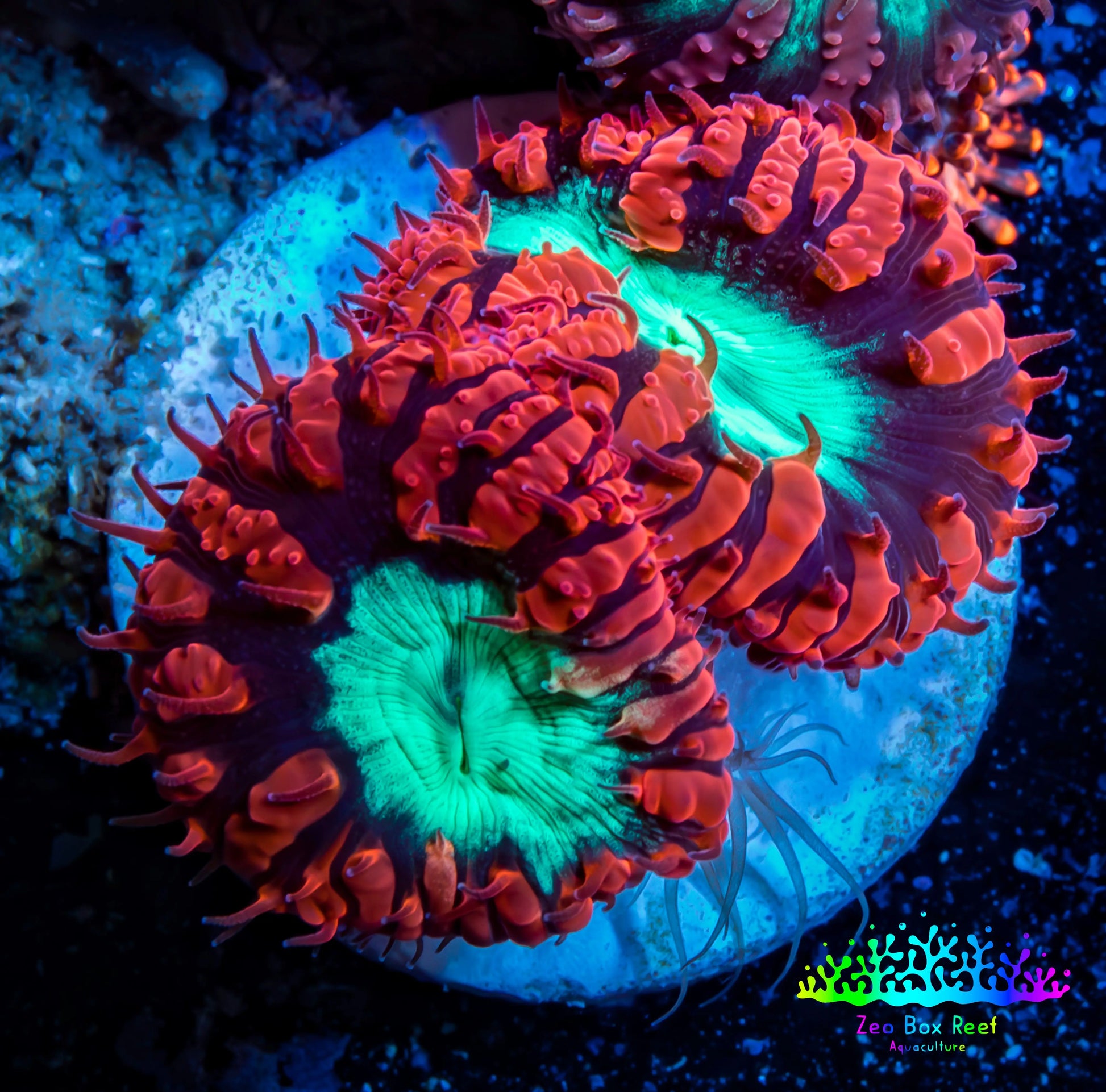 Ultra Blastomussa Wellsi Coral- WYSIWYG Frag B3R4B2 Ultra Blastomussa Wellsi Coral- WYSIWYG Frag B3R4B2 LPS Ultra Blastomussa Wellsi Coral- WYSIWYG Frag B3R4B2 Zeo Box Reef