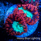 Ultra Blastomussa Wellsi Coral- WYSIWYG Frag B3R4B2 Ultra Blastomussa Wellsi Coral- WYSIWYG Frag B3R4B2 LPS Ultra Blastomussa Wellsi Coral- WYSIWYG Frag B3R4B2 Zeo Box Reef