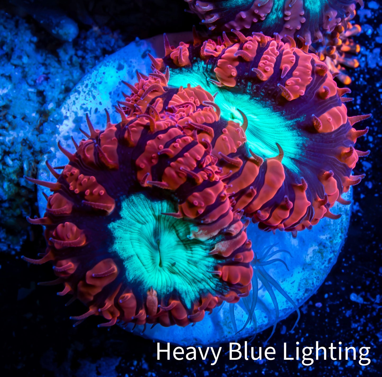 Ultra Blastomussa Wellsi Coral- WYSIWYG Frag B3R4B2 Ultra Blastomussa Wellsi Coral- WYSIWYG Frag B3R4B2 LPS Ultra Blastomussa Wellsi Coral- WYSIWYG Frag B3R4B2 Zeo Box Reef