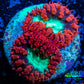 Ultra Blastomussa Wellsi Coral- WYSIWYG Frag B3R4B2 Ultra Blastomussa Wellsi Coral- WYSIWYG Frag B3R4B2 LPS Ultra Blastomussa Wellsi Coral- WYSIWYG Frag B3R4B2 Zeo Box Reef