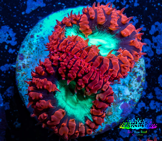 Ultra Blastomussa Wellsi Coral- WYSIWYG Frag B3R4B2 Ultra Blastomussa Wellsi Coral- WYSIWYG Frag B3R4B2 LPS Ultra Blastomussa Wellsi Coral- WYSIWYG Frag B3R4B2 Zeo Box Reef