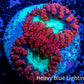 Ultra Blastomussa Wellsi Coral- WYSIWYG Frag B3R4B2 Ultra Blastomussa Wellsi Coral- WYSIWYG Frag B3R4B2 LPS Ultra Blastomussa Wellsi Coral- WYSIWYG Frag B3R4B2 Zeo Box Reef