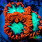 Ultra Blastomussa Wellsi Coral- WYSIWYG Frag B3R5B2 Ultra Blastomussa Wellsi Coral- WYSIWYG Frag B3R5B2 LPS Ultra Blastomussa Wellsi Coral- WYSIWYG Frag B3R5B2 Zeo Box Reef