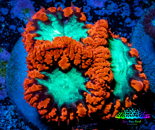 Ultra Blastomussa Wellsi Coral- WYSIWYG Frag B3R5B2 Ultra Blastomussa Wellsi Coral- WYSIWYG Frag B3R5B2 LPS Ultra Blastomussa Wellsi Coral- WYSIWYG Frag B3R5B2 Zeo Box Reef