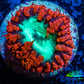 Ultra Blastomussa Wellsi Coral- WYSIWYG Frag B4R4B2 Ultra Blastomussa Wellsi Coral- WYSIWYG Frag B4R4B2 LPS Ultra Blastomussa Wellsi Coral- WYSIWYG Frag B4R4B2 Zeo Box Reef