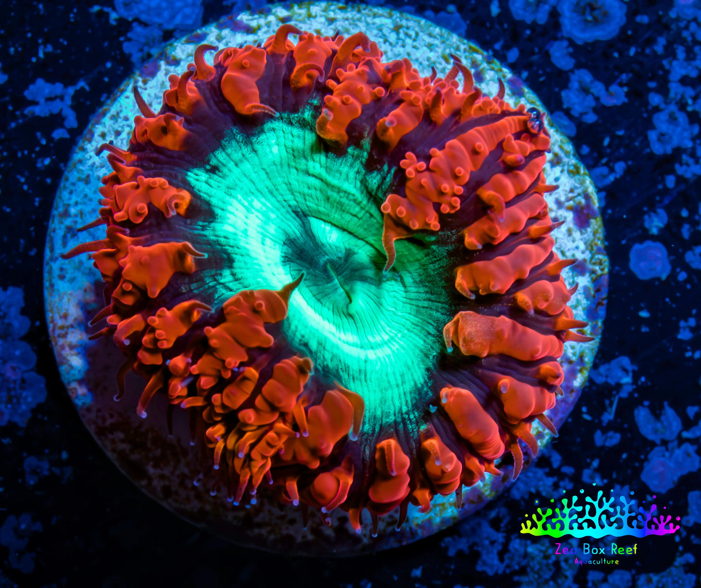 Ultra Blastomussa Wellsi Coral- WYSIWYG Frag B4R4B2 Ultra Blastomussa Wellsi Coral- WYSIWYG Frag B4R4B2 LPS Ultra Blastomussa Wellsi Coral- WYSIWYG Frag B4R4B2 Zeo Box Reef