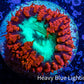 Ultra Blastomussa Wellsi Coral- WYSIWYG Frag B4R4B2 Ultra Blastomussa Wellsi Coral- WYSIWYG Frag B4R4B2 LPS Ultra Blastomussa Wellsi Coral- WYSIWYG Frag B4R4B2 Zeo Box Reef