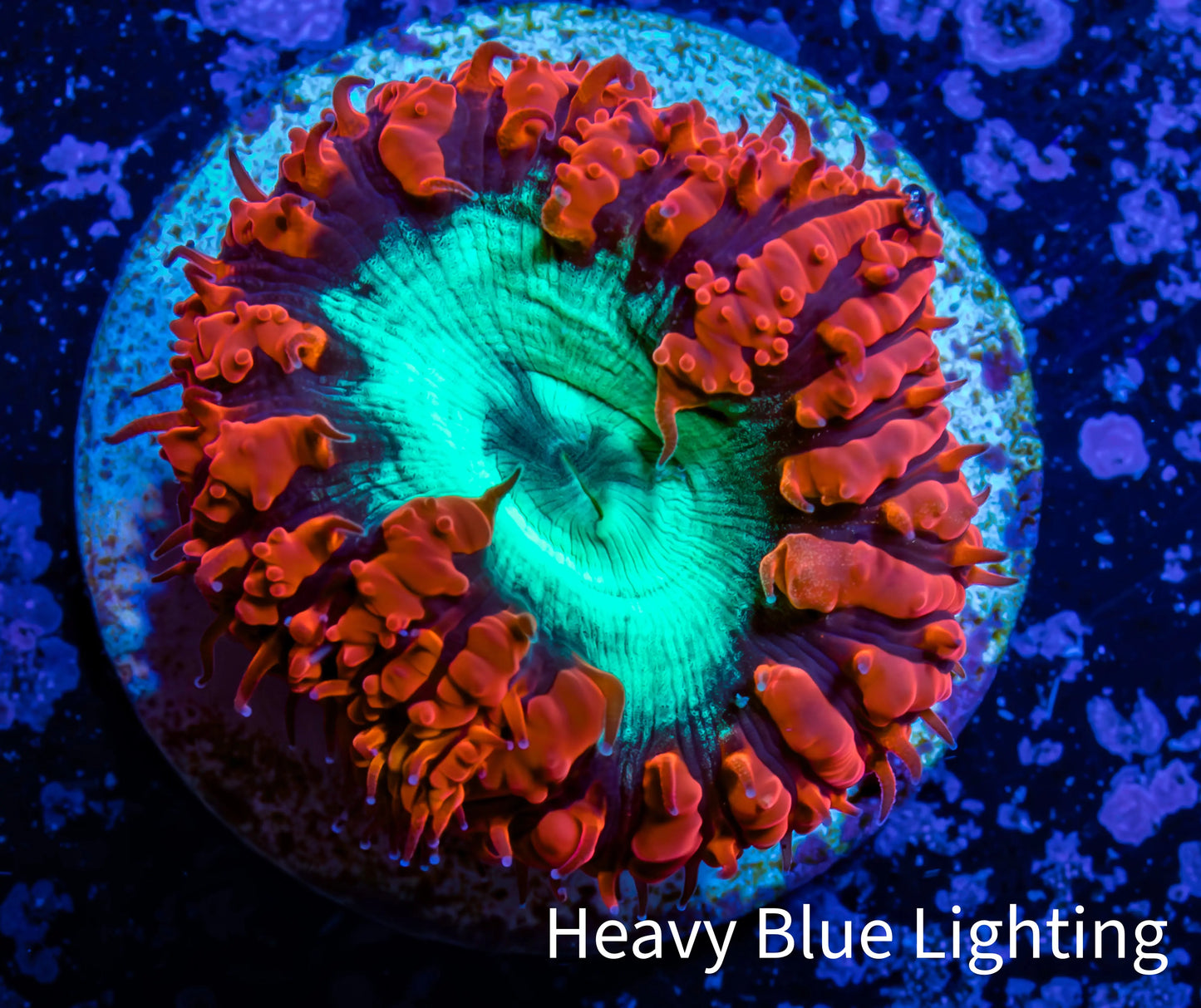 Ultra Blastomussa Wellsi Coral- WYSIWYG Frag B4R4B2 Ultra Blastomussa Wellsi Coral- WYSIWYG Frag B4R4B2 LPS Ultra Blastomussa Wellsi Coral- WYSIWYG Frag B4R4B2 Zeo Box Reef