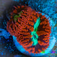 Ultra Blastomussa Wellsi Coral- WYSIWYG Frag C1R4B2 Ultra Blastomussa Wellsi Coral- WYSIWYG Frag C1R4B2 LPS Ultra Blastomussa Wellsi Coral- WYSIWYG Frag C1R4B2 Zeo Box Reef