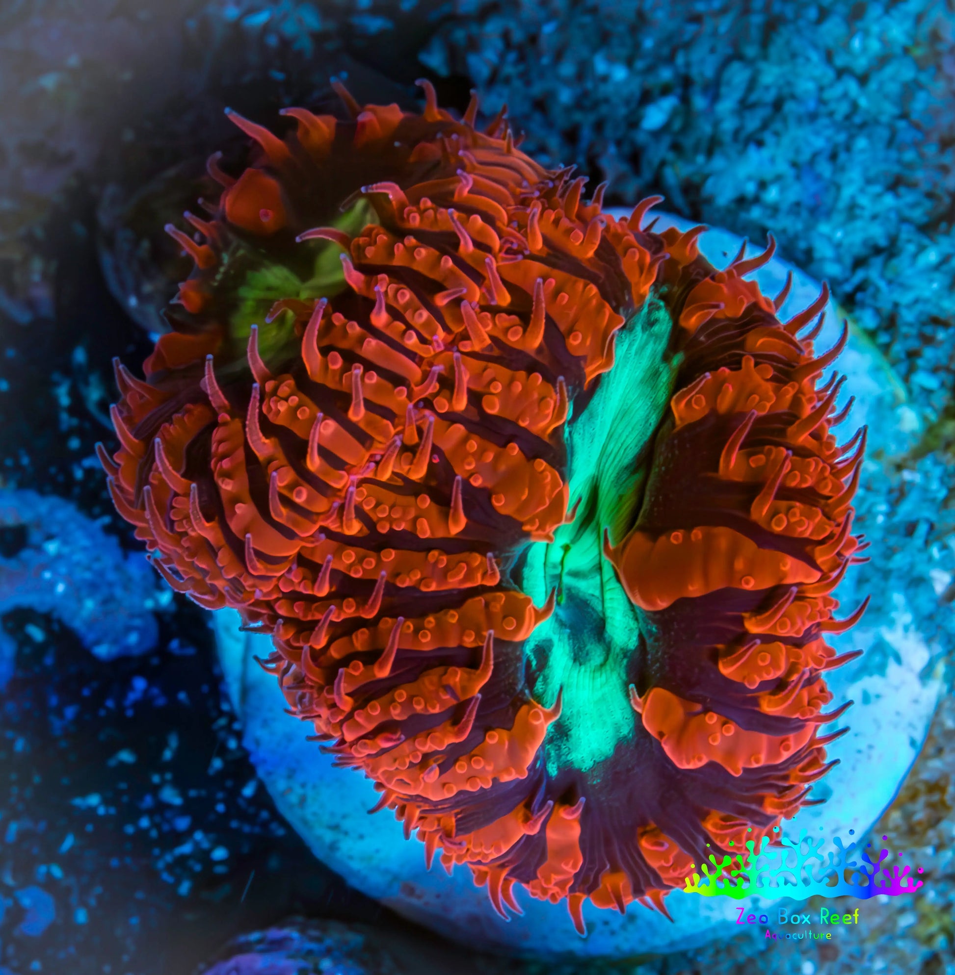Ultra Blastomussa Wellsi Coral- WYSIWYG Frag C1R4B2 Ultra Blastomussa Wellsi Coral- WYSIWYG Frag C1R4B2 LPS Ultra Blastomussa Wellsi Coral- WYSIWYG Frag C1R4B2 Zeo Box Reef
