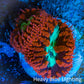 Ultra Blastomussa Wellsi Coral- WYSIWYG Frag C1R4B2 Ultra Blastomussa Wellsi Coral- WYSIWYG Frag C1R4B2 LPS Ultra Blastomussa Wellsi Coral- WYSIWYG Frag C1R4B2 Zeo Box Reef