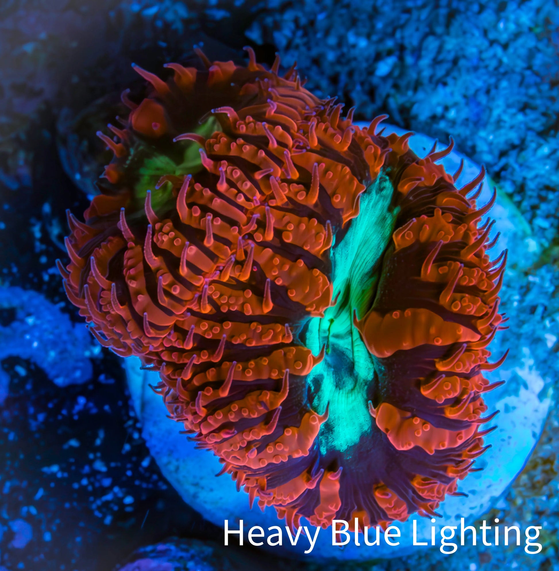 Ultra Blastomussa Wellsi Coral- WYSIWYG Frag C1R4B2 Ultra Blastomussa Wellsi Coral- WYSIWYG Frag C1R4B2 LPS Ultra Blastomussa Wellsi Coral- WYSIWYG Frag C1R4B2 Zeo Box Reef