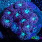 Ultra Blastomussa Wellsi Coral- WYSIWYG Frag C2R4B2 Ultra Blastomussa Wellsi Coral- WYSIWYG Frag C2R4B2 LPS Ultra Blastomussa Wellsi Coral- WYSIWYG Frag C2R4B2 Zeo Box Reef