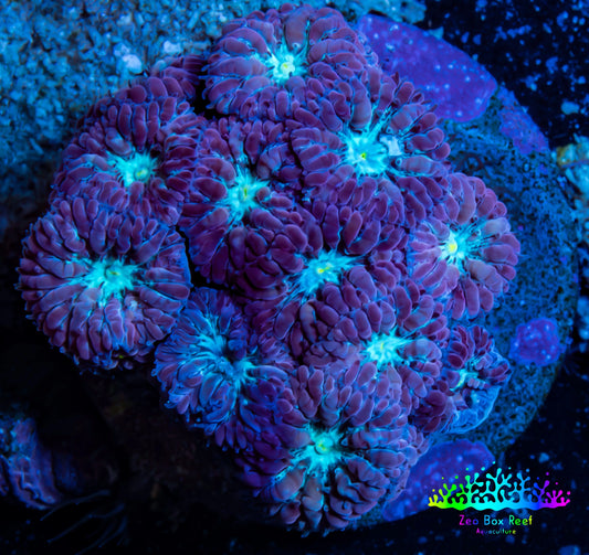 Ultra Blastomussa Wellsi Coral- WYSIWYG Frag C2R4B2 Ultra Blastomussa Wellsi Coral- WYSIWYG Frag C2R4B2 LPS Ultra Blastomussa Wellsi Coral- WYSIWYG Frag C2R4B2 Zeo Box Reef