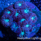 Ultra Blastomussa Wellsi Coral- WYSIWYG Frag C2R4B2 Ultra Blastomussa Wellsi Coral- WYSIWYG Frag C2R4B2 LPS Ultra Blastomussa Wellsi Coral- WYSIWYG Frag C2R4B2 Zeo Box Reef