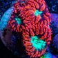 Ultra Blastomussa Wellsi Coral- WYSIWYG Frag C3R4B2 Ultra Blastomussa Wellsi Coral- WYSIWYG Frag C3R4B2 LPS Ultra Blastomussa Wellsi Coral- WYSIWYG Frag C3R4B2 Zeo Box Reef