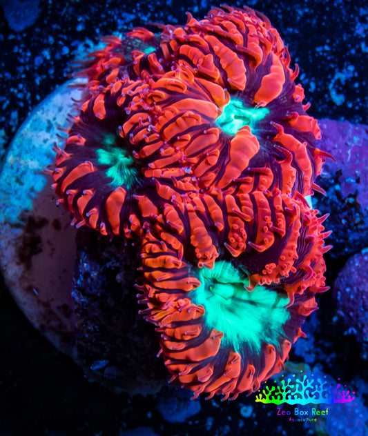 Ultra Blastomussa Wellsi Coral- WYSIWYG Frag C3R4B2 Ultra Blastomussa Wellsi Coral- WYSIWYG Frag C3R4B2 LPS Ultra Blastomussa Wellsi Coral- WYSIWYG Frag C3R4B2 Zeo Box Reef