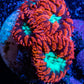 Ultra Blastomussa Wellsi Coral- WYSIWYG Frag C3R4B2 Ultra Blastomussa Wellsi Coral- WYSIWYG Frag C3R4B2 LPS Ultra Blastomussa Wellsi Coral- WYSIWYG Frag C3R4B2 Zeo Box Reef