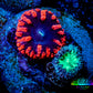 Ultra Blastomussa Wellsi Coral- WYSIWYG Frag D1R5B2 Ultra Blastomussa Wellsi Coral- WYSIWYG Frag D1R5B2 LPS Ultra Blastomussa Wellsi Coral- WYSIWYG Frag D1R5B2 Zeo Box Reef