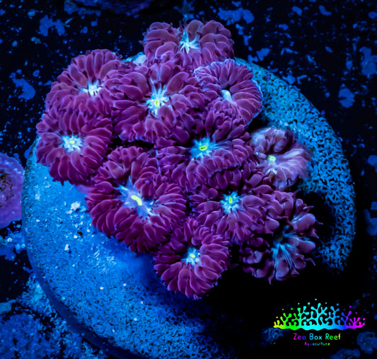 Ultra Blastomussa Wellsi Coral- WYSIWYG Frag D4R5B2 Ultra Blastomussa Wellsi Coral- WYSIWYG Frag D4R5B2 LPS Ultra Blastomussa Wellsi Coral- WYSIWYG Frag D4R5B2 Zeo Box Reef