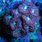 Ultra Blastomussa Wellsi Coral- WYSIWYG Frag F1B4B2 Ultra Blastomussa Wellsi Coral- WYSIWYG Frag F1B4B2 LPS Ultra Blastomussa Wellsi Coral- WYSIWYG Frag F1B4B2 Zeo Box Reef