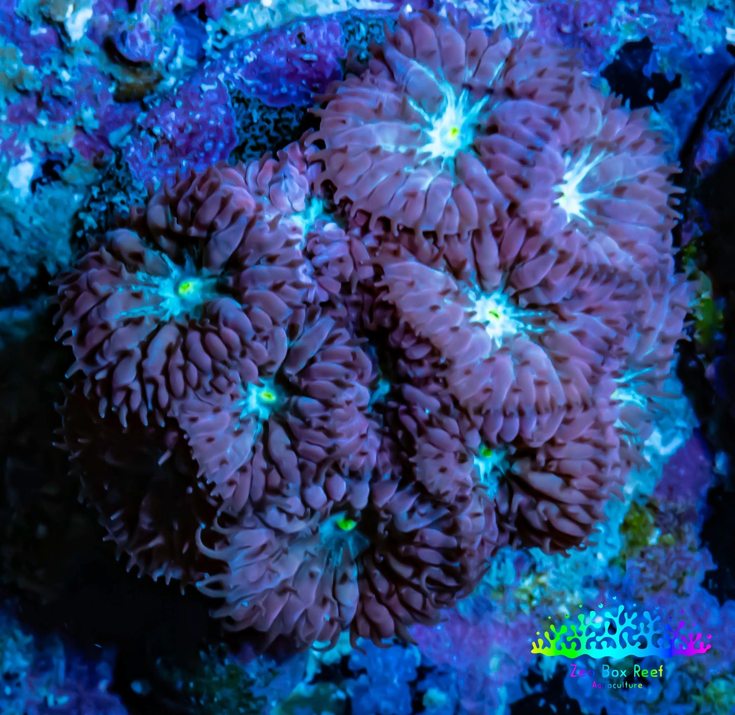 Ultra Blastomussa Wellsi Coral- WYSIWYG Frag F1B4B2 Ultra Blastomussa Wellsi Coral- WYSIWYG Frag F1B4B2 LPS Ultra Blastomussa Wellsi Coral- WYSIWYG Frag F1B4B2 Zeo Box Reef