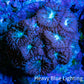 Ultra Blastomussa Wellsi Coral- WYSIWYG Frag F1B4B2 Ultra Blastomussa Wellsi Coral- WYSIWYG Frag F1B4B2 LPS Ultra Blastomussa Wellsi Coral- WYSIWYG Frag F1B4B2 Zeo Box Reef